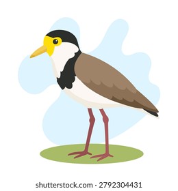 Masked lapwing standing in flat vector style. Masked lapwing illustration featuring Vanellus miles, masked lapwing bird artwork.