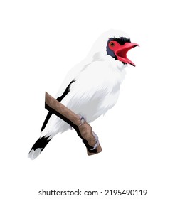 Masked tityra bird vector illustration