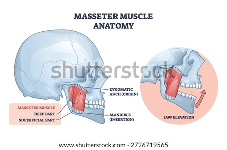 Masseter anatomy, labeled masseter muscle linking zygomatic arch to mandible, illustrating jaw elevation and chewing function, key objects, masseter, skull, mandible. Outline diagram