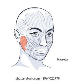 Masseter. Facial muscles of the female. Detailed bright anatomy isolated on a white background vector illustration