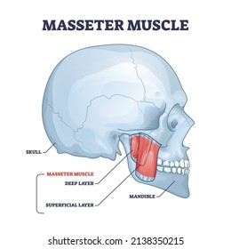 Masseter muscle as mastication anatomical muscular system outline diagram. Labeled educational medical scheme with deep and superficial layer location in head vector illustration. Skull and mandible.