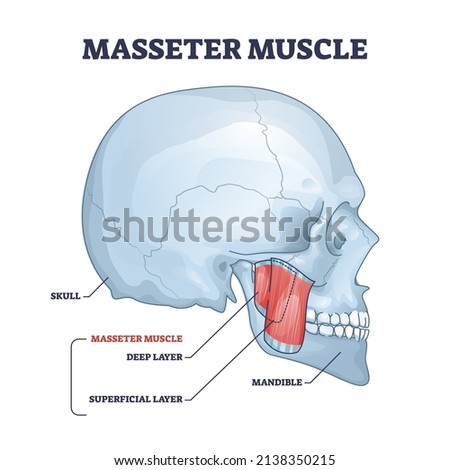 Masseter muscle as mastication anatomical muscular system outline diagram. Labeled educational medical scheme with deep and superficial layer location in head vector illustration. Skull and mandible. ストックフォト © 