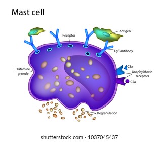 Mast Cell Activation Syndrome. White blood cell