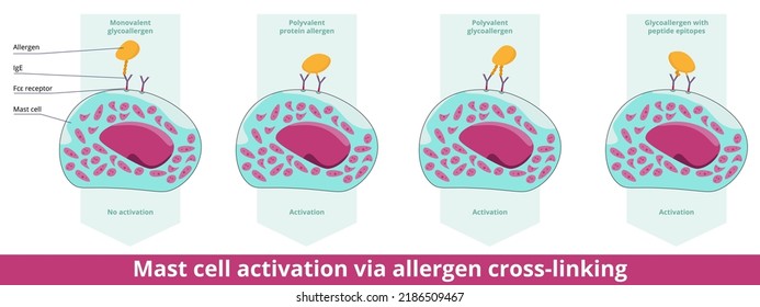 Mast Cell Activation Via Allergen Cross-linking. Histamine Release Via Two Different Epitopes Bounded By IgE Antibodies (mono- Or Polyvalent Glycoallergen, Protein Allergen, Peptide Epitopes).