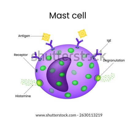 Mast Cell and Allergic Response