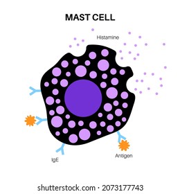 Mast cell icon. Mastocyte or a labrocyte anatomical poster. Part of the immune and neuroimmune systems. Allergy and anaphylaxis reactions. Histamine and heparin. medical flat vector illustration.
