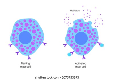 Mast cell icon. Mastocyte or a labrocyte anatomical poster. Part of the immune and neuroimmune systems. Allergy and anaphylaxis reactions. Histamine and heparin. medical flat vector illustration.