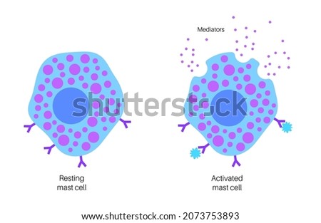 Mast cell icon. Mastocyte or a labrocyte anatomical poster. Part of the immune and neuroimmune systems. Allergy and anaphylaxis reactions. Histamine and heparin. medical flat vector illustration.