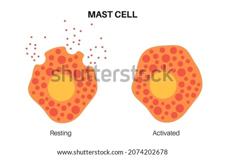 Mast cell icon. Mastocyte or a labrocyte anatomical poster. Part of the immune and neuroimmune systems. Allergy and anaphylaxis reactions. Histamine and heparin. medical flat vector illustration.