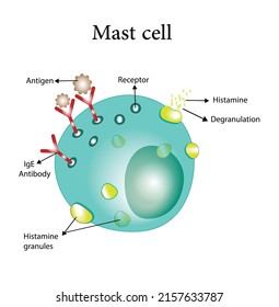 Mast Cell. Immune System Cells. Vector Illustration