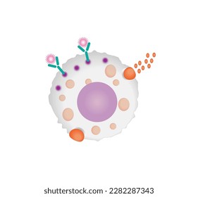 Mast cell. Immune system cells. Histamine. Vector illustration.