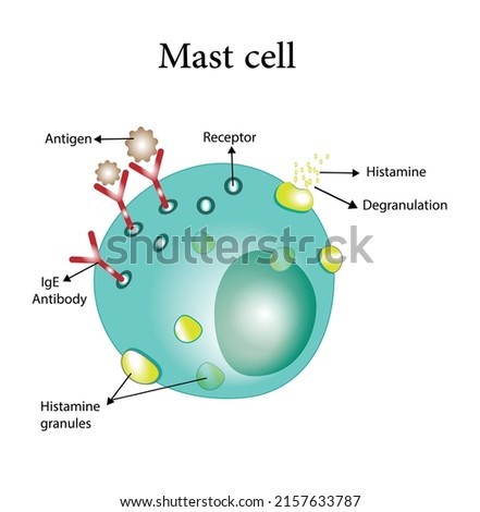 Mast cell. Immune system cells. Vector illustration