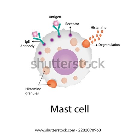 Mast cell. Immune system cells. Histamine. Vector illustration.