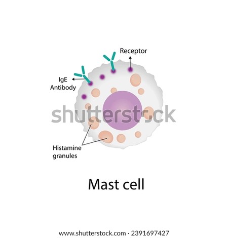 Mast cell. Immune system cells. Histamine. Vector illustration.