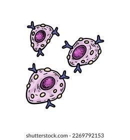 Mast cell isolated on white background. Hand drawn scientific microbiology vector illustration in sketch style