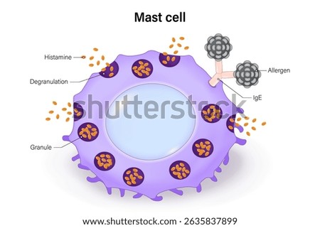 Mast cell or a mastocyte, labrocyte. Histamine. Immune system.