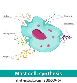 Mast cell: synthesis. Due to antigen activation, mast cells produce prostaglandins, leukotrienes, histamine, and cytokines. Visualization of mast cell products during an allergic reaction.