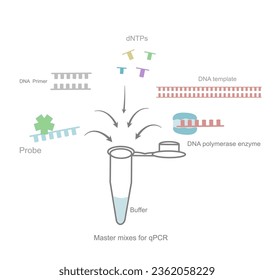 Der Master mischt sich für eine Echtzeit-PCR-Reaktion in einem Reagenzglas, das die wichtige Komponente zeigt: DNA-Primer, Probe, DNA-Vorlage, Polymerase-Enzym, dNTPs und Puffer.