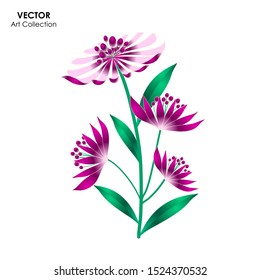 Masterwort flower isolate, Vector illustration design element