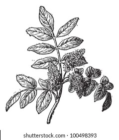 Mastic or Pistacia lentiscus, vintage engraved illustration. Dictionary of Words and Things - Larive and Fleury - 1895