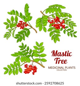 Mastic Tree Colored Detailed Illustration.