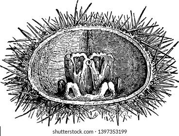 Masticating Apparatus of Echinus Lividus which is organs of mastication of the Sea Urchin vintage line drawing or engraving illustration.