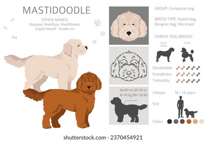 Mastidoodle clipart. Mastiff Poodle mix. Different coat colors set.  Vector illustration