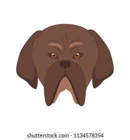 Mastiff breed dog muzzle color vector icon