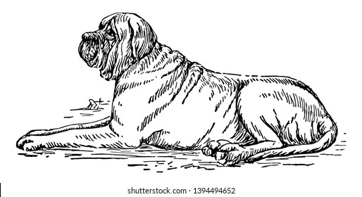 Mastiff is a breed of extremely large dog perhaps descended from the ancient Alaunt and Pugnaces Britanniae vintage line drawing or engraving illustration.