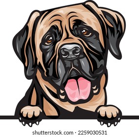 Mastiff Color Peeking Dogs. Color image of a dogs head isolated on a white background. Dog portrait, Vector illustration