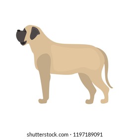 Mastiff dog color vector icon. Flat design