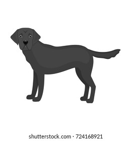 Mastiff, single icon in monochrome style.Mastiff, vector symbol stock illustration web.