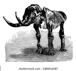 Mastodon giganteum having teeth of a relatively primitive form and number, vintage line drawing or engraving illustration.