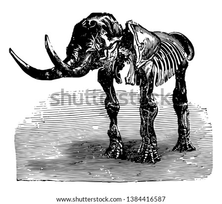 Mastodon giganteum having teeth of a relatively primitive form and number, vintage line drawing or engraving illustration.