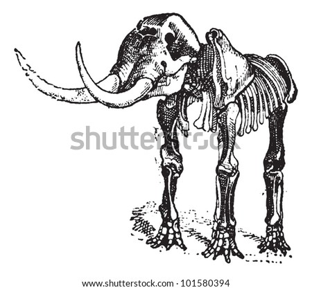 Mastodon or Mammut sp., showing Skeleton, vintage engraved illustration. Dictionary of Words and Things - Larive and Fleury - 1895