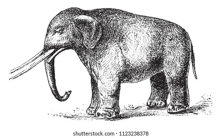 Mastodon restores, vintage engraved illustration. From Natural Creation and Living Beings.
