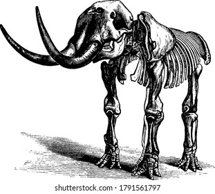 Mastodon is skeleton of an elephant, an animal of mammalian age having long elongated teeth, vintage line drawing or engraving illustration.