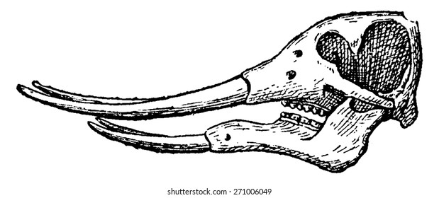 Mastodon skull, vintage engraved illustration. Natural History of Animals, 1880.
