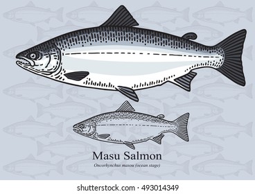 Masu Salmon (Cherry Salmon). Vector illustration with refined details and optimized stroke that allows the image to be used in small sizes (in packaging design, decoration, educational graphics, etc.)