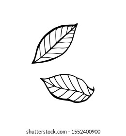 Matcha green tea hand drawn engraving illustration. Healthy drink ingredient for japanese, chinese tea ceremony.