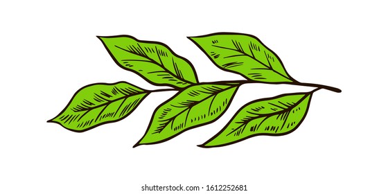 Matcha green tea Leaves or Plant. Organic Japanese ceremony. Healthy coconut milk latte. Engraved hand drawn Vintage sketch for poster.