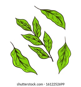 Feuilles de thé vert Matcha ou Plantes. Cérémonie bio japonaise. Lait de noix de coco sain latte. Dessin gravé à la main Vintage pour affiche.