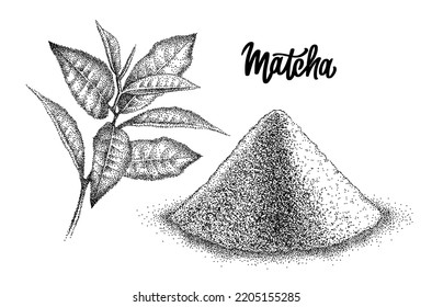 Matcha powder and leaves green tea. Japanese beverage. Shredded leaves for green tea drink. Sketch in vintage pointillism style. Engraved vector.