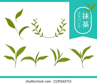 Matcha tea icon set, green leaves of trees and plants in various shapes, text symbolizing matcha