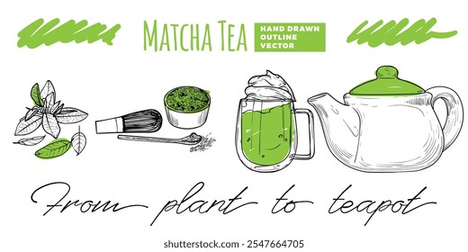 Matcha tea from plant to tea cup and pot. Hand drawn line art tea with green sketched touches of matcha plant, powder, cup and pot. Outline design only, no fill apart from the green details.