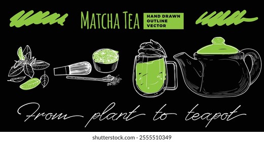 Matcha tea from plant to tea cup and pot. Hand drawn line art tea with green sketched touches of matcha plant, powder, cup and pot. Outline design only, no fill apart from the green details.