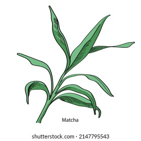 Matcha Tea Plant Drawing With Black Outline