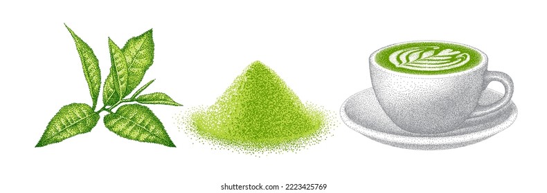 Matcha tea set. Branch of green tea leaves, powder, cup of latte. Stages of creating Japanese traditional beverage. Hand-drawn vector illustration.