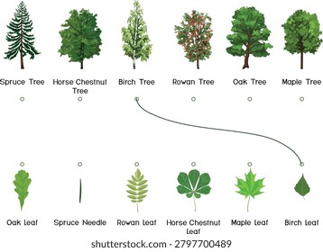 Matching game educational worksheet with tree and leaf for Spruce, Horse Chestnut, Birch, Rowan, Oak, and Maple. Colorful vector illustration