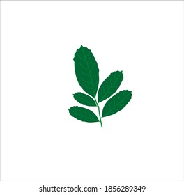 mate tea herb icon on white background